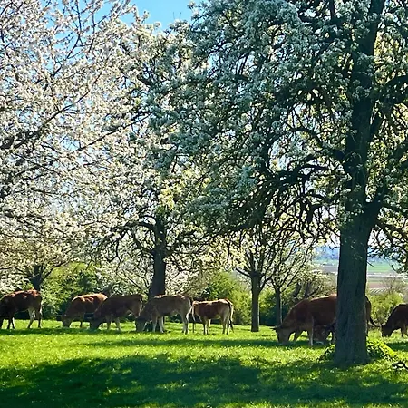 Ambyerhoefke *